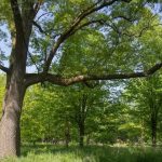 Toronto unveils official tree