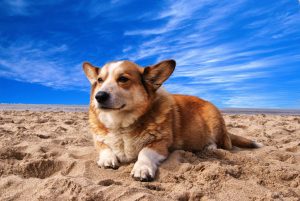 pembroke welsh corgi lying on the sand under white cloud blue sky